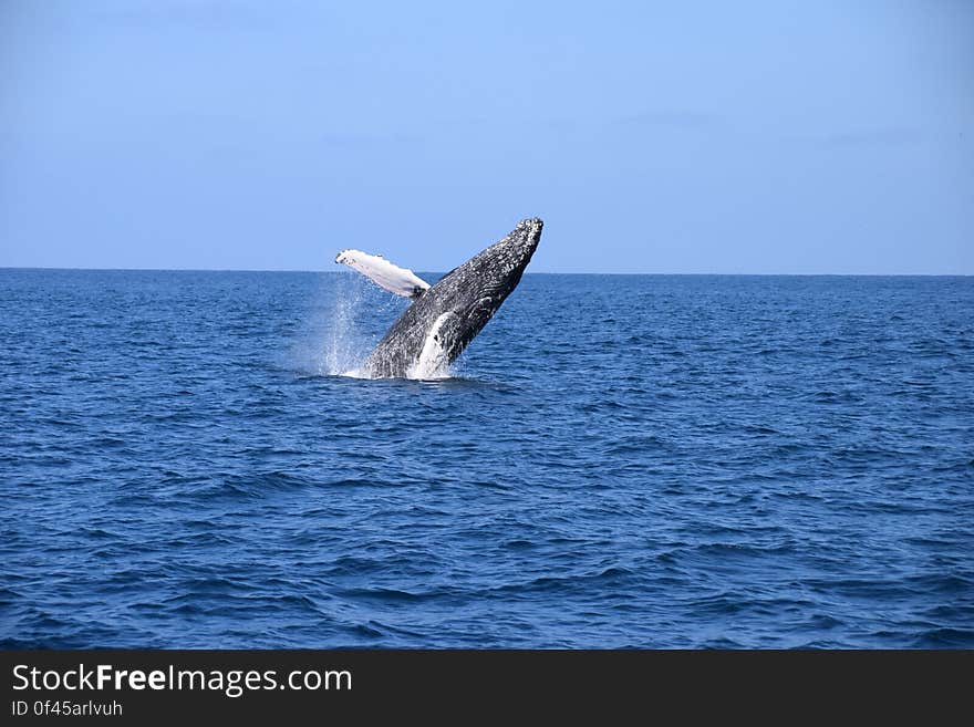 A Humpbackwhale in Ecuador near Isla de la Plata. A Humpbackwhale in Ecuador near Isla de la Plata