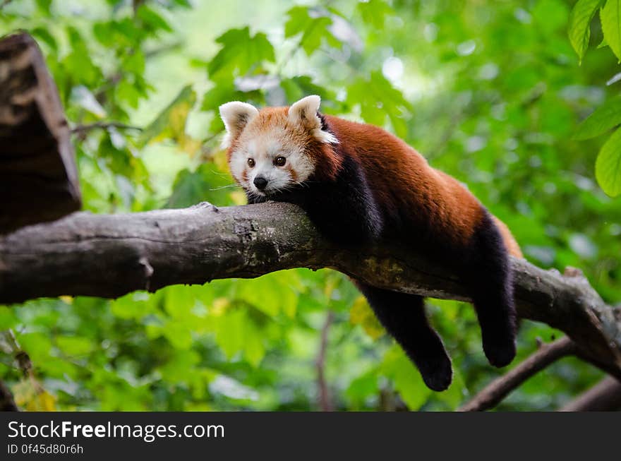 Red Panda