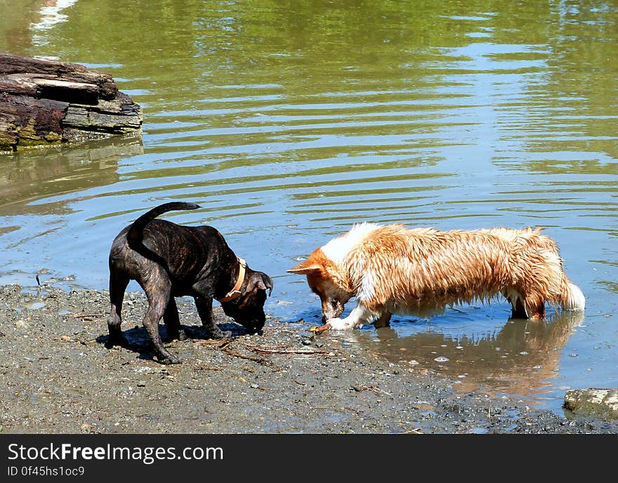 Took sun to the lake again. We met up with her 3 crazy friends Swai, Bodi and Shanti. We also made some new friends like this pit bull puppy, Charmander. Took sun to the lake again. We met up with her 3 crazy friends Swai, Bodi and Shanti. We also made some new friends like this pit bull puppy, Charmander.