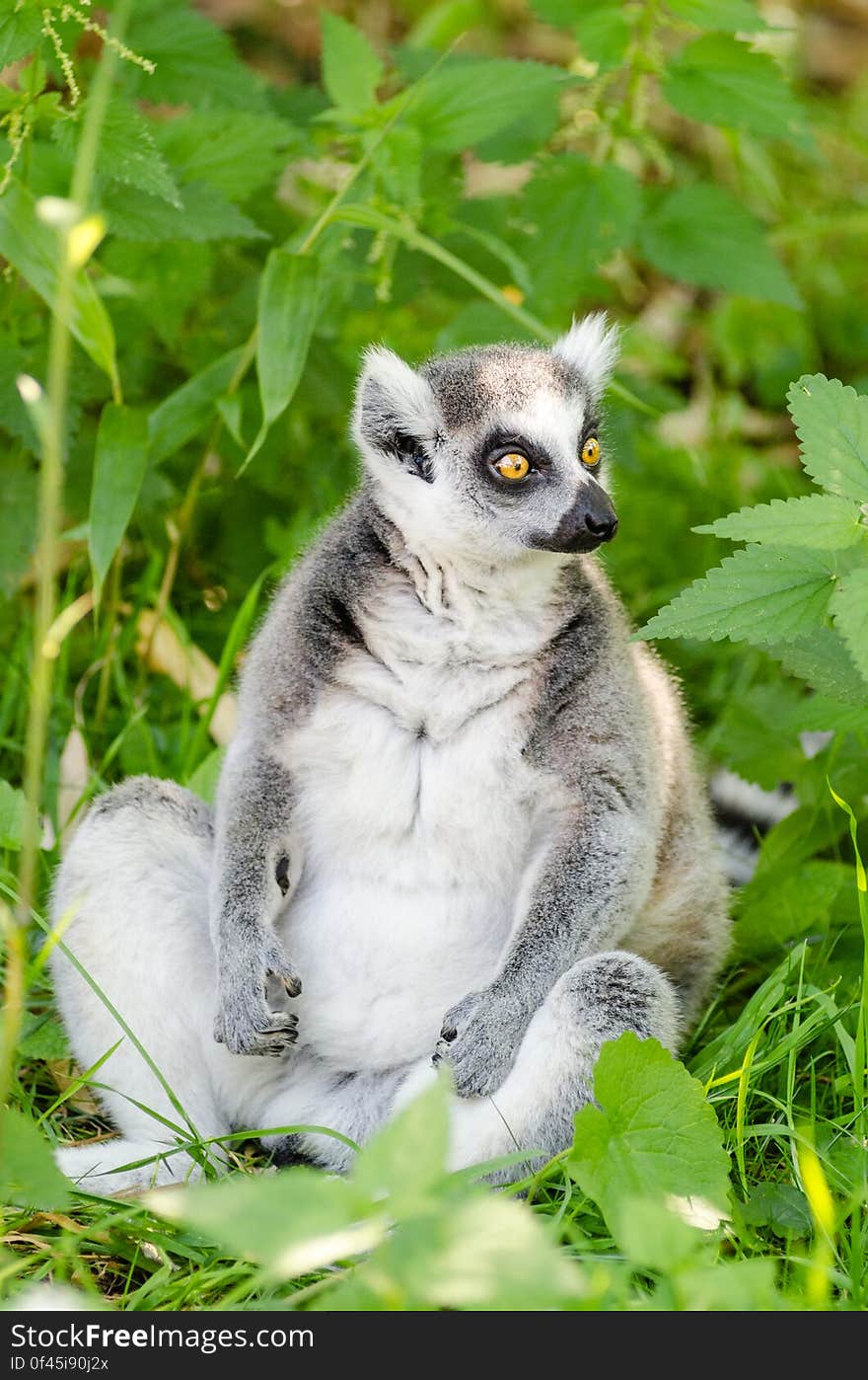 Ring-Tailed Lemur