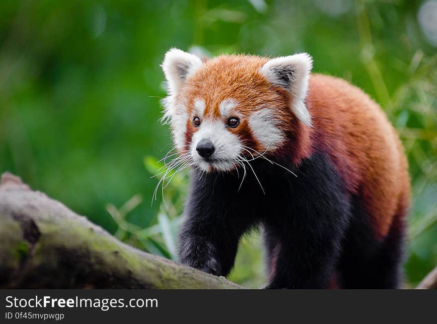 Red Panda on Brown Wood