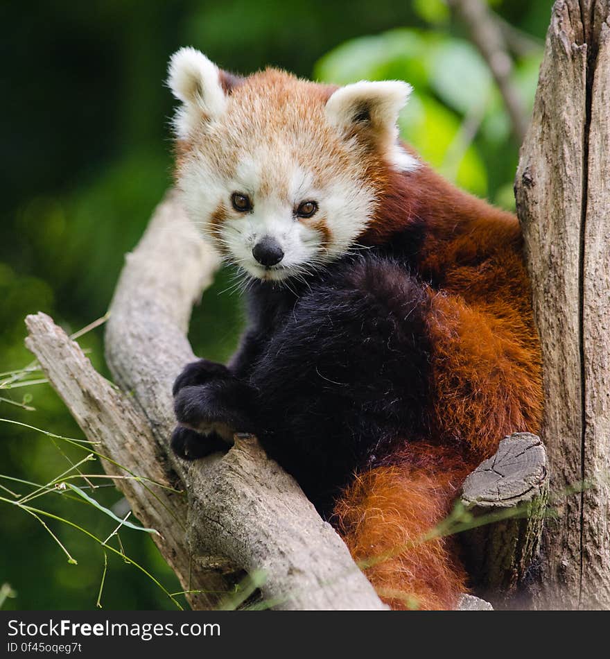 Red Panda