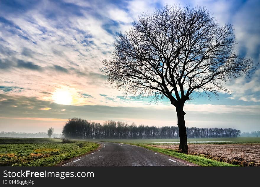 Green Grass and Dry Tree Along Pathway