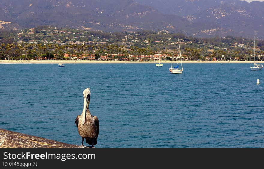 Water, Bird, Daytime, Plant, Sky, Boat