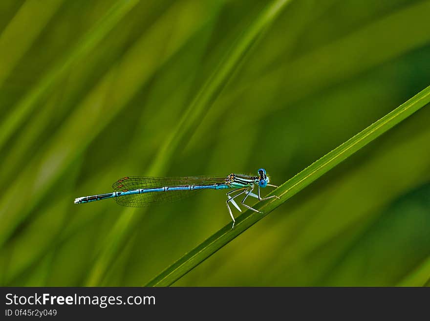 Blue Dragonfly