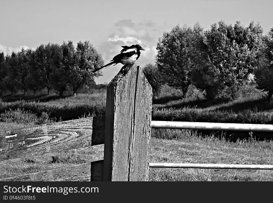 PUBLIC DOMAIN DEDICATION Pixabay-Pexels digionbew 14. 06-08-16 Magpie on post LOW RES DSC08143