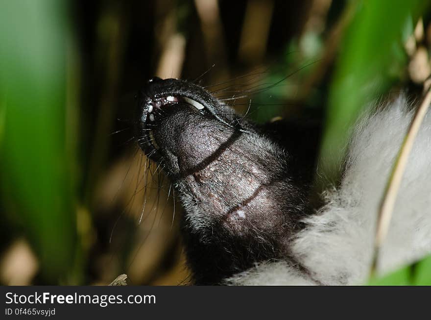 Black-and-white Ruffed Lemur