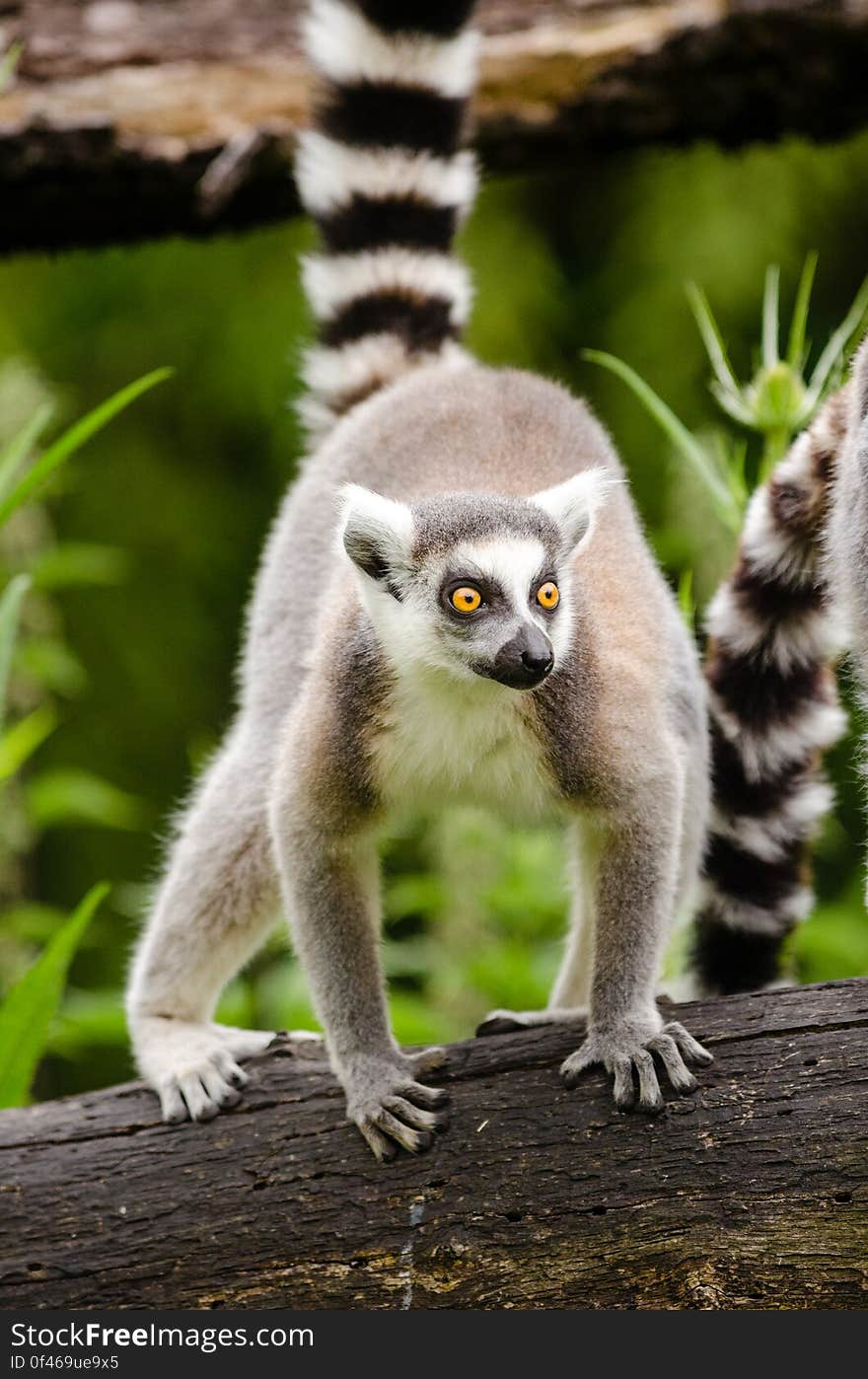 Ring-Tailed Lemur