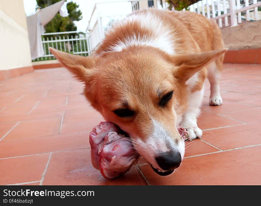 Sun enjoying a raw meaty bones for dinner. Sun enjoying a raw meaty bones for dinner.