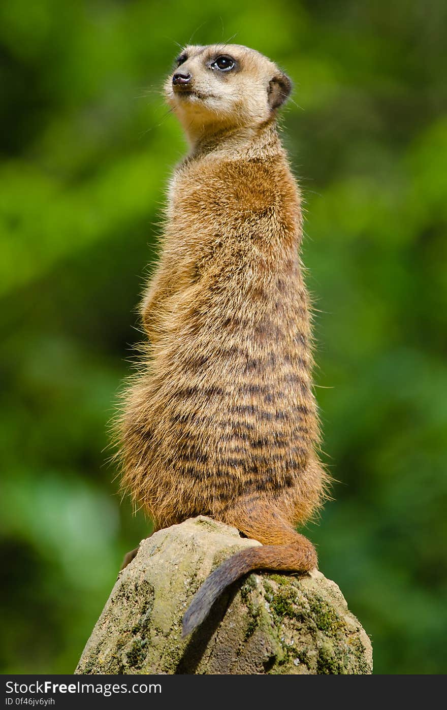 Meerkat