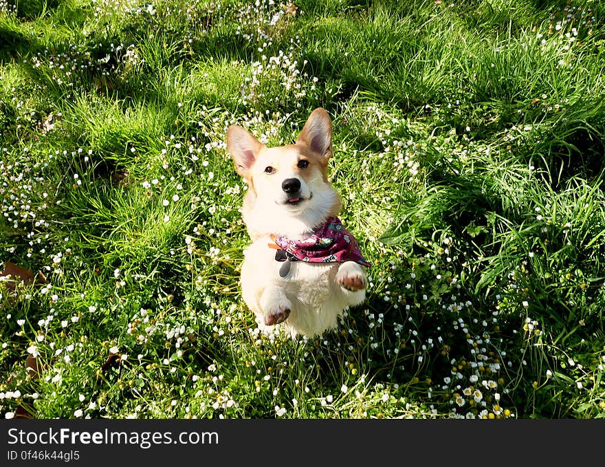 The grass is green and smells fresh, the birds are singing &#x28;and all over to chase&#x29;... What a perfect day to be at the park with my dog Sun. The grass is green and smells fresh, the birds are singing &#x28;and all over to chase&#x29;... What a perfect day to be at the park with my dog Sun.