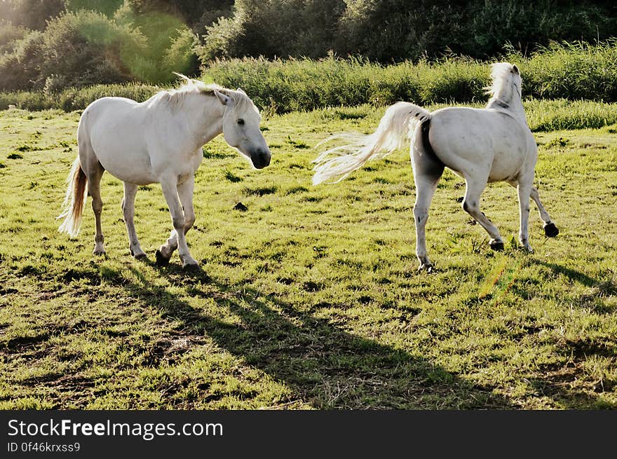 PUBLIC DOMAIN DEDICATION - Pixabay-Pexels digionbew 15. 15-08-16 White horses LOW RES DSC_0007