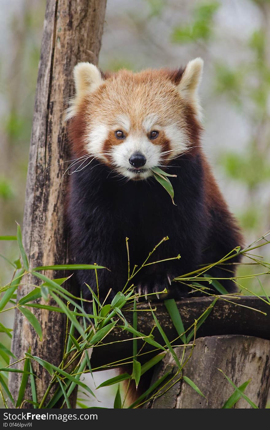 Red Panda