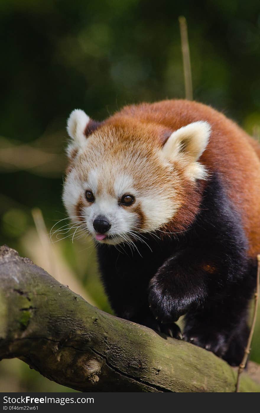 Red Panda