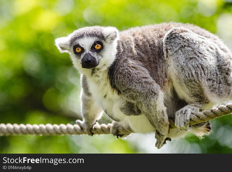 Ring-Tailed Lemur