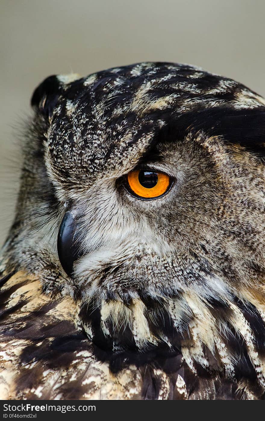 Eagle Owl