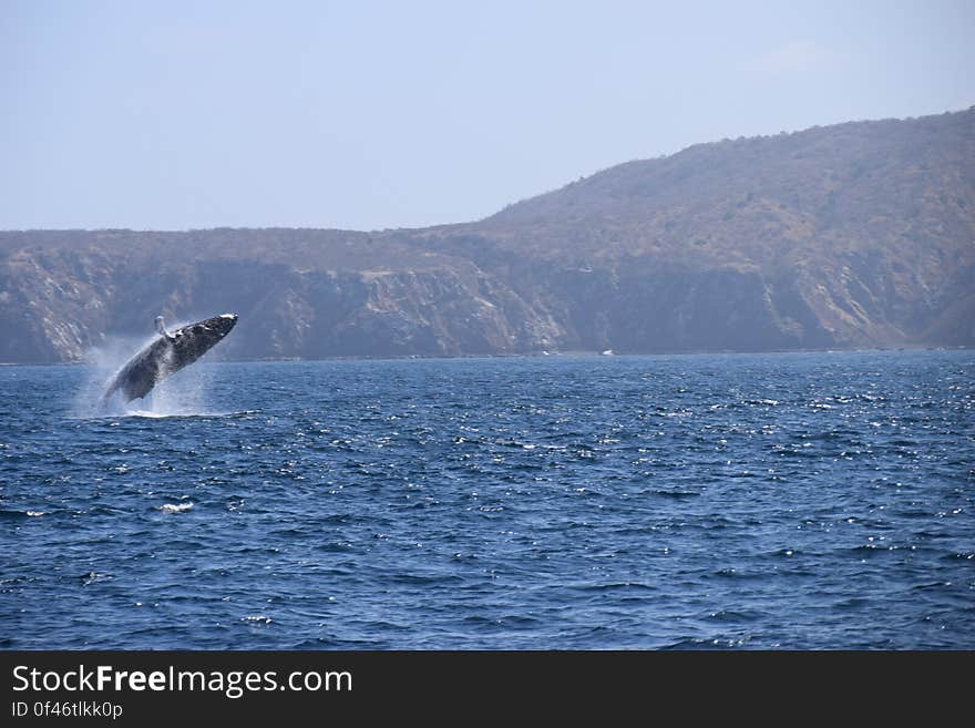 A Humpbackwhale in Ecuador near Isla de la Plata &#x28;on the background&#x29;. A Humpbackwhale in Ecuador near Isla de la Plata &#x28;on the background&#x29;