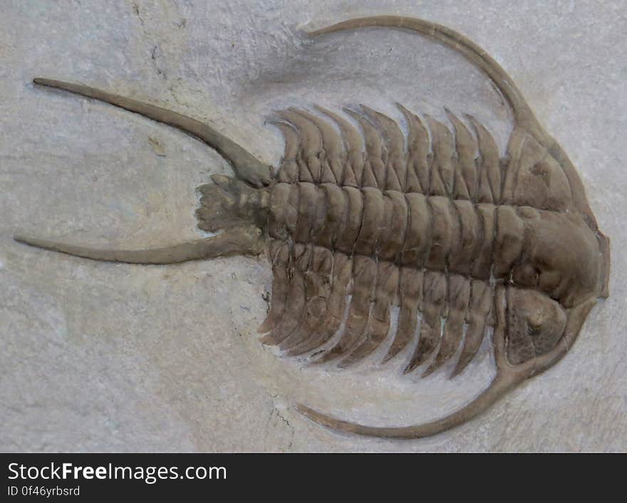 trilobite fossil