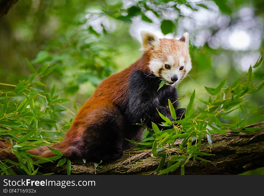 Red Panda