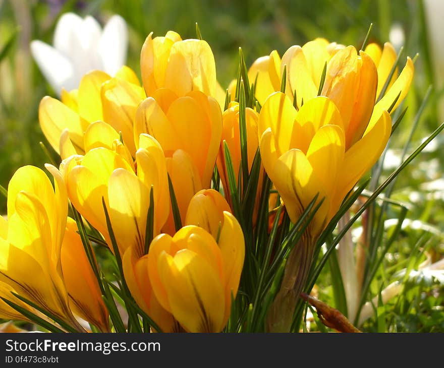 Yellow Tulip Flower during Daytime