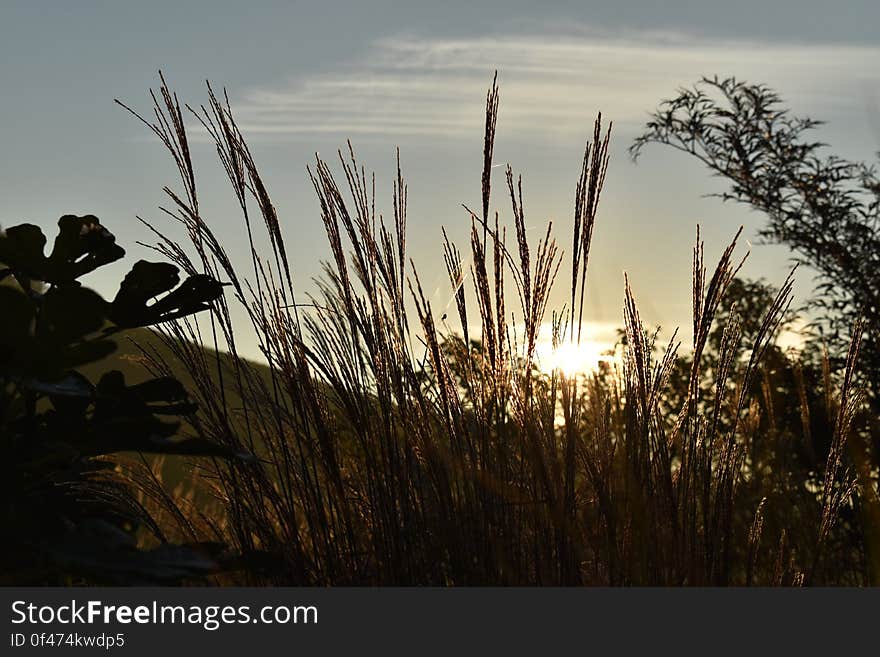 Cereal ears and sun rising in the background. Cereal ears and sun rising in the background.