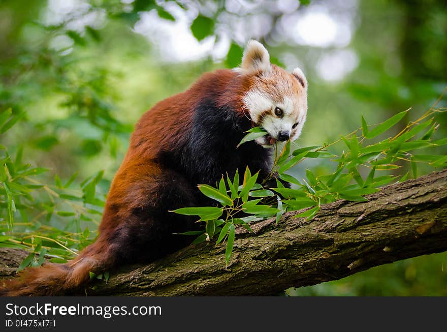 Red Panda