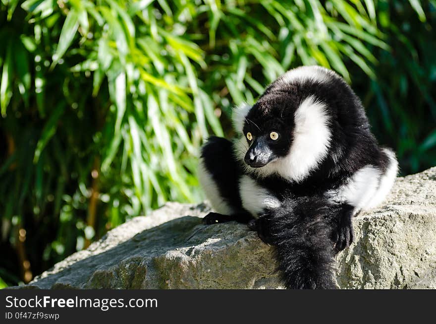 Black-and-white Ruffed Lemur