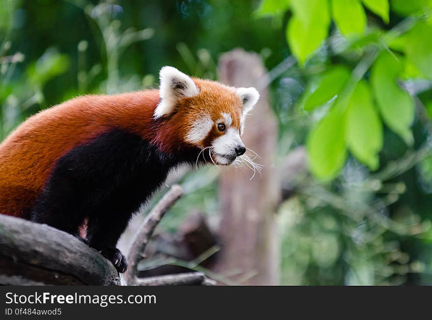 Red Panda