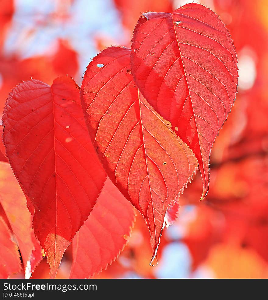 Red Leaf