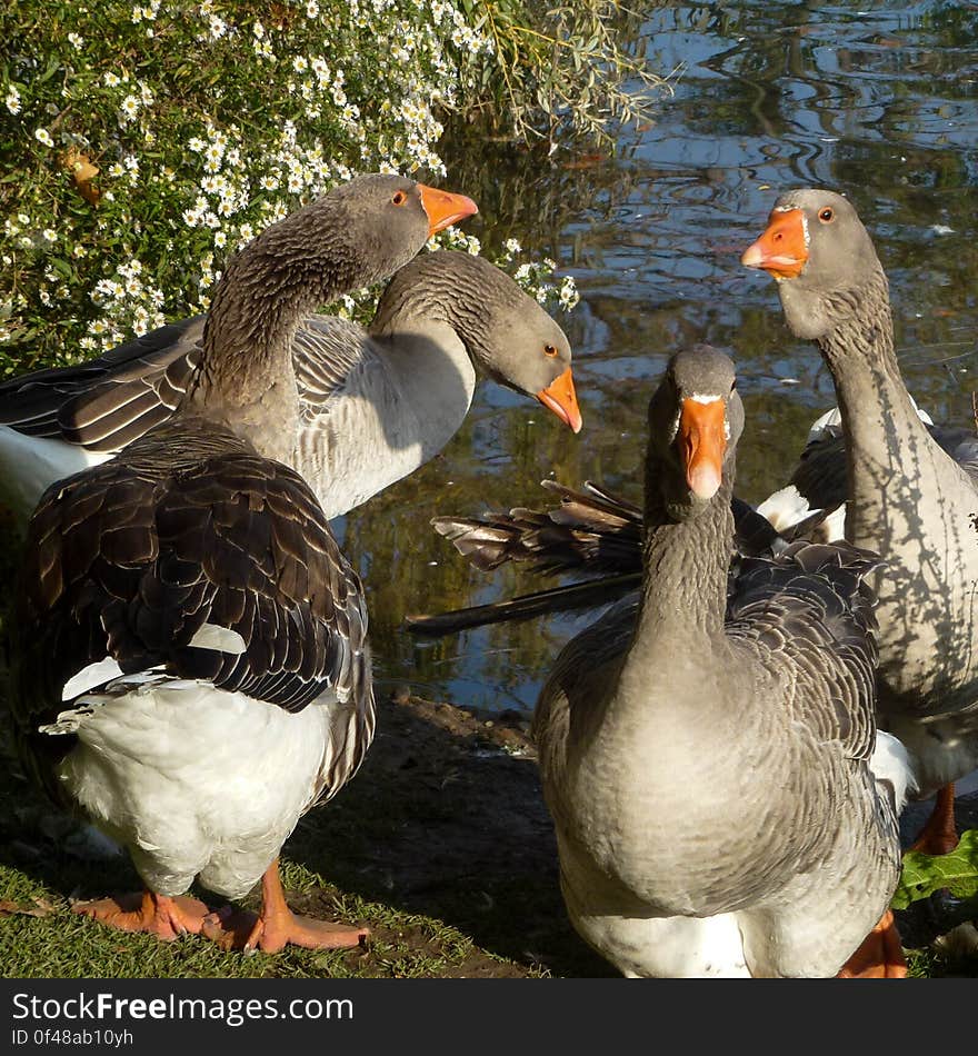 Bird, Water, Daytime, Beak, Waterfowl, Feather