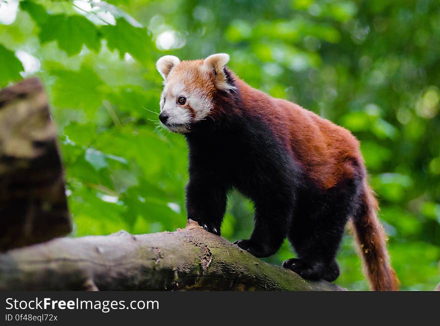 Red Panda