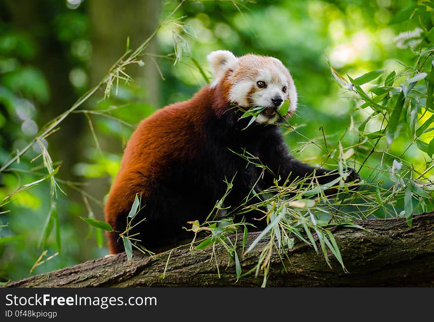 Red Panda