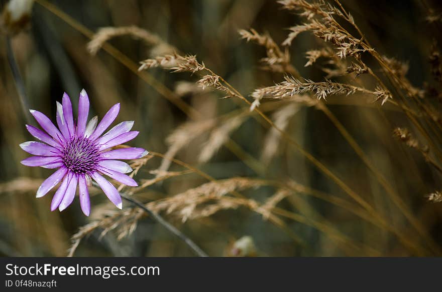 Purple Petaled Flower Macro Photography