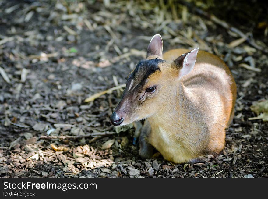 Reeves&#x27;s muntjac