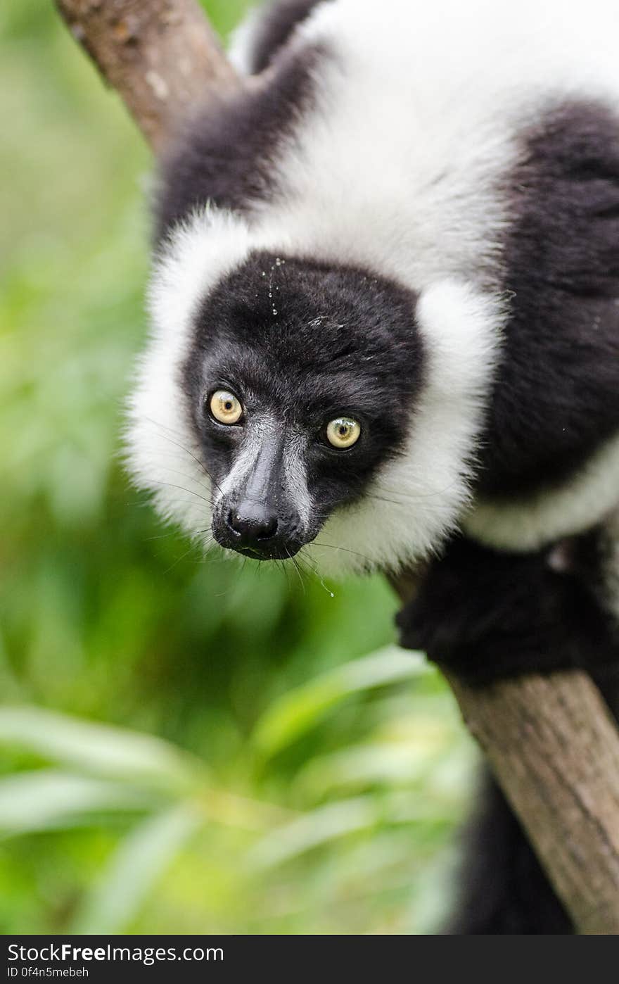 Black-and-white Ruffed Lemur