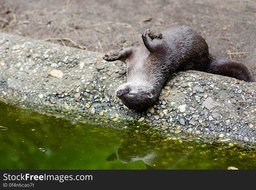 Oriental small-clawed otter