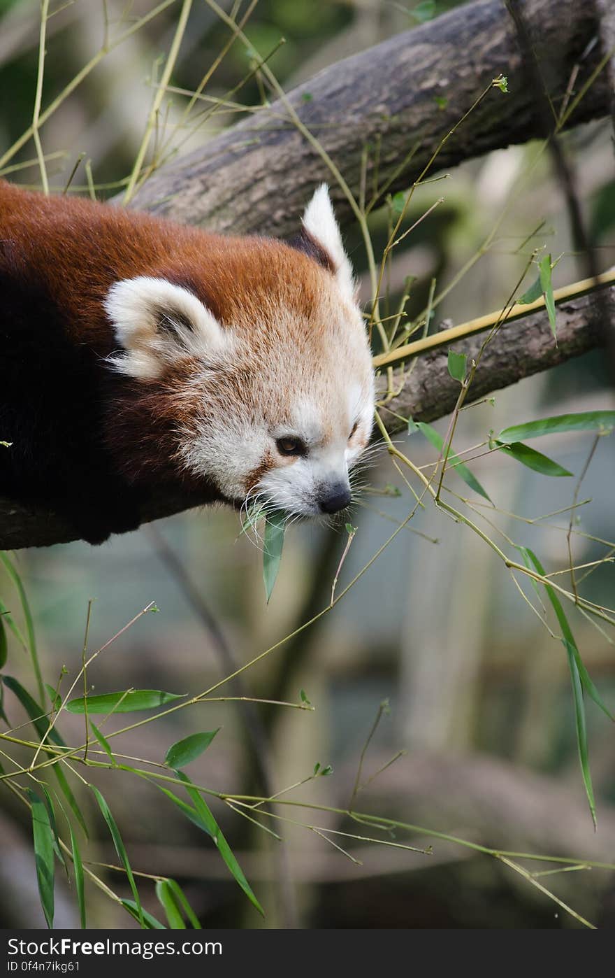 Red Panda