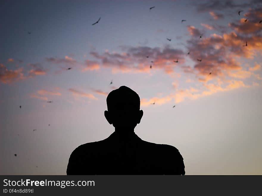 Silhouette of a Man Watching Birds Gliding on the Sky