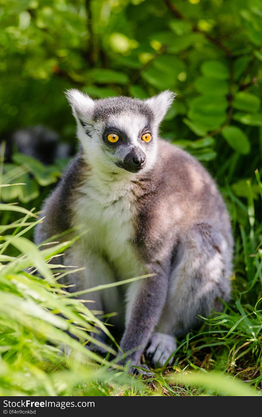 Ring-Tailed Lemur