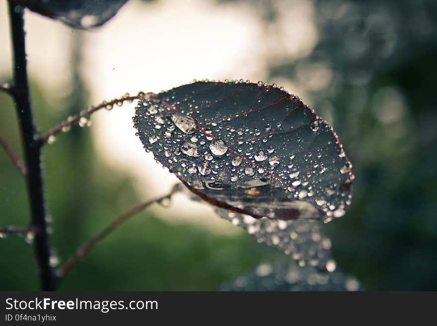 A leaf covered in dew drops in the forest.