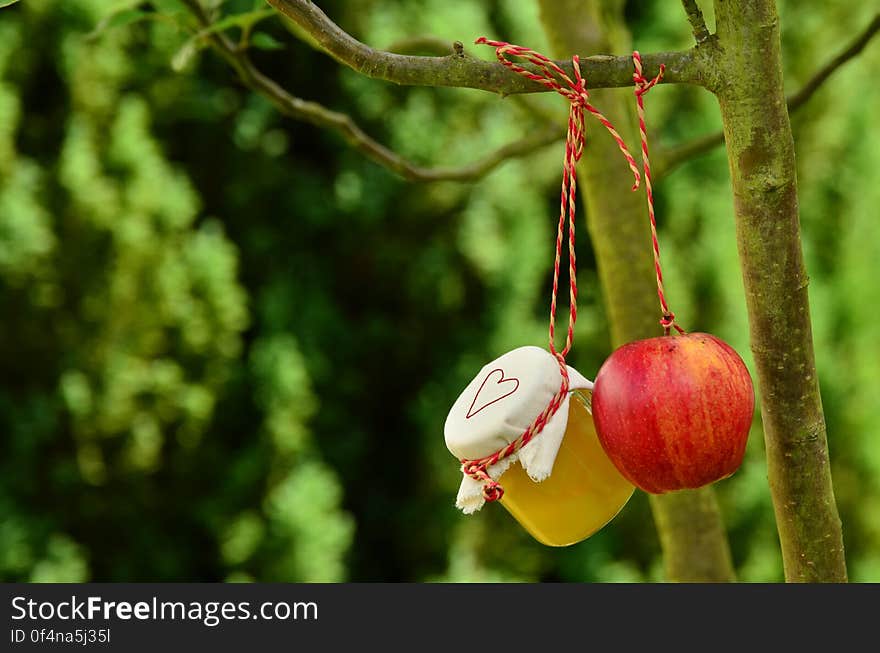 Red Apple Hanging on Tree at Daytime