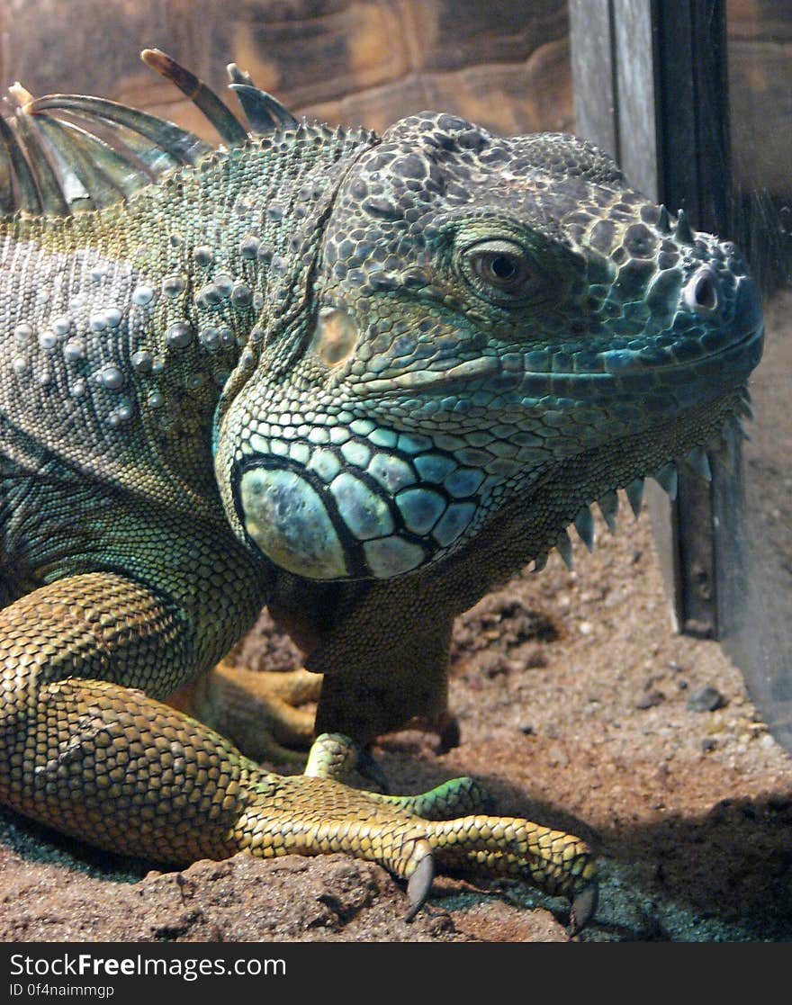 iguana