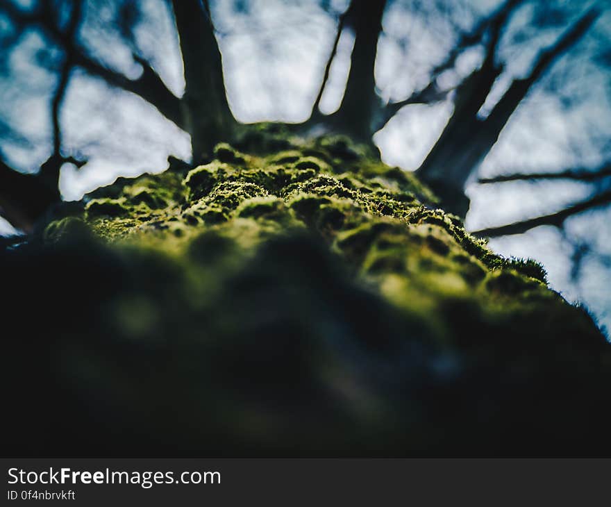 Close-up of Tree Against Sky