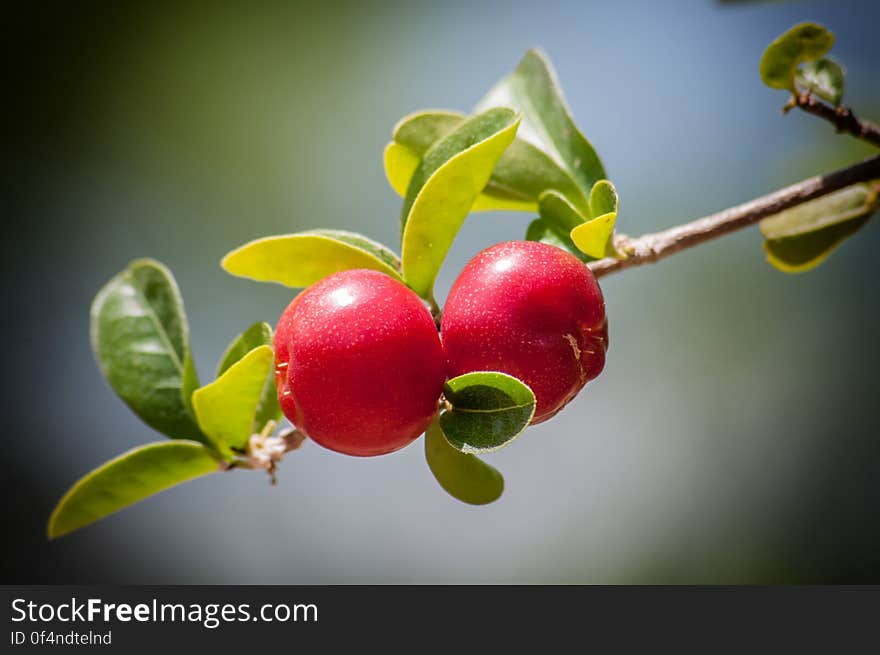 Red Round Fruit on Stem