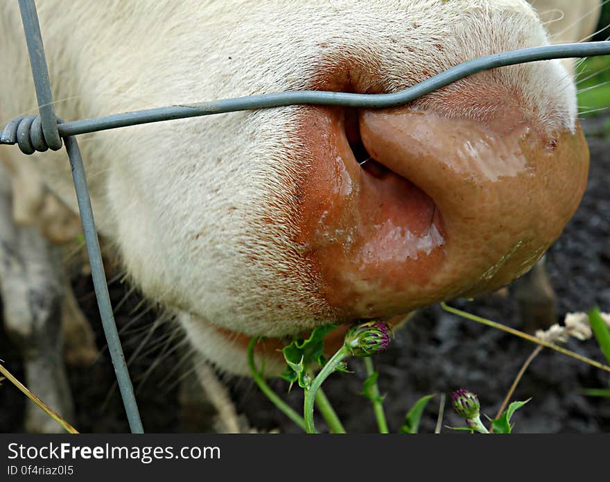 PUBLIC DOMAIN DEDICATION digionbew 9. 21-06-16 Cow&#x27;s nose in close up LOW RES DSC01780