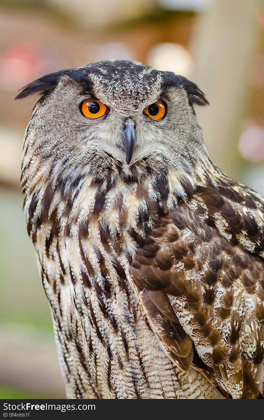 I had this eagle-owl sitting on my arm. They are stunningly beautiful and up close their eyes are especially beautiful. I had this eagle-owl sitting on my arm. They are stunningly beautiful and up close their eyes are especially beautiful.