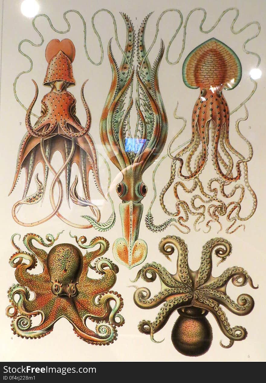 cephalopods 2