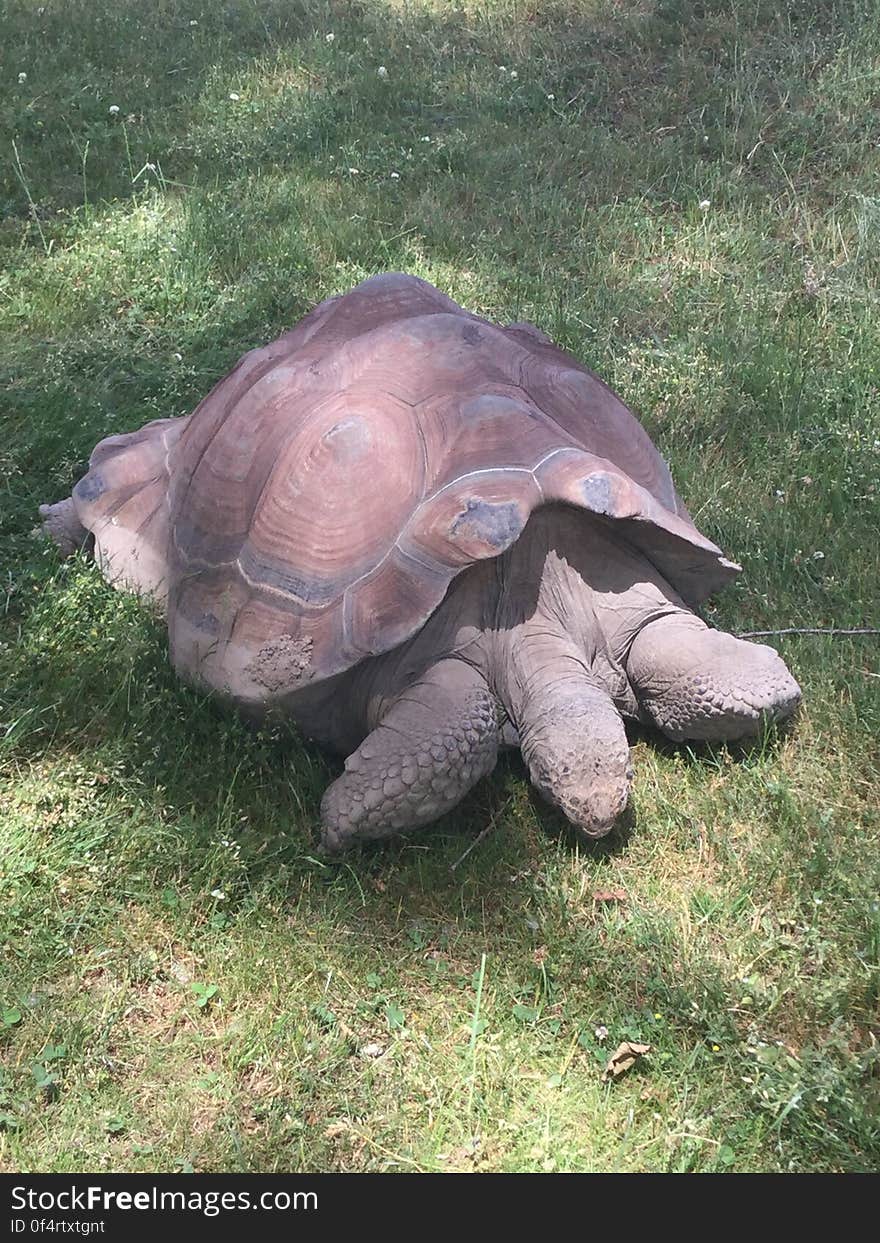 Galapagos Tortoise. Galapagos Tortoise