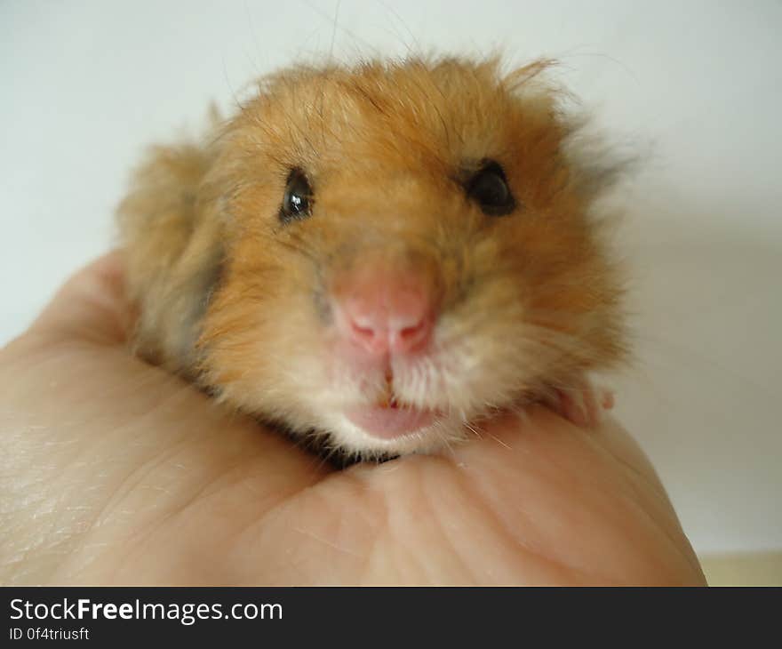 Syrian hamster.