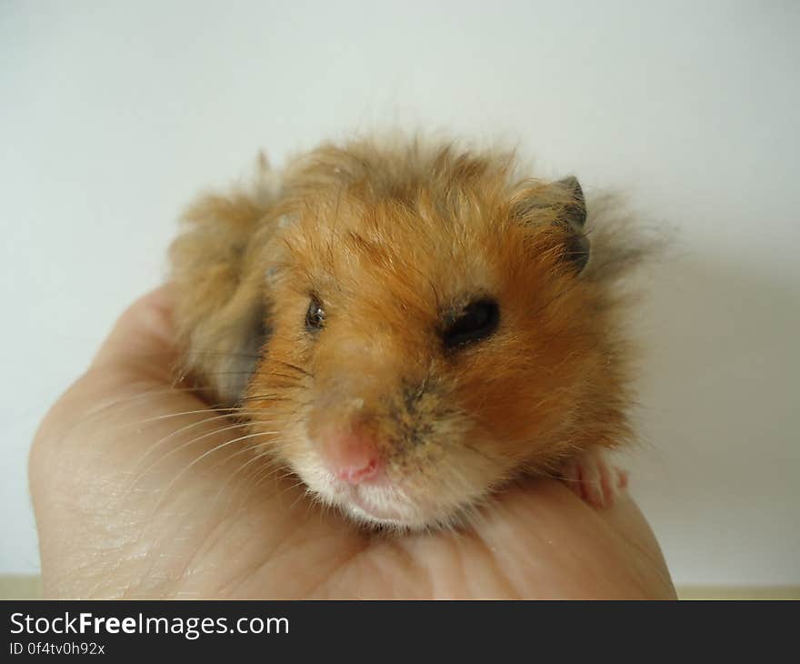 Syrian hamster.